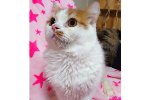 成約済の愛知県のスコティッシュフォールド-46241の4枚目