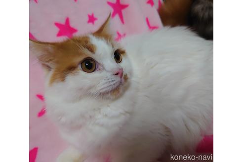 成約済の愛知県のスコティッシュフォールド-46241の3枚目