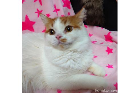 成約済の愛知県のスコティッシュフォールド-46241の2枚目