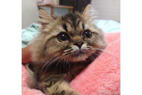 成約済の愛知県のペルシャ-44917の5枚目