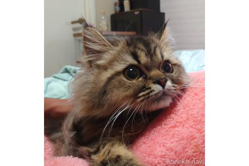 成約済の愛知県のペルシャ-44917の4枚目