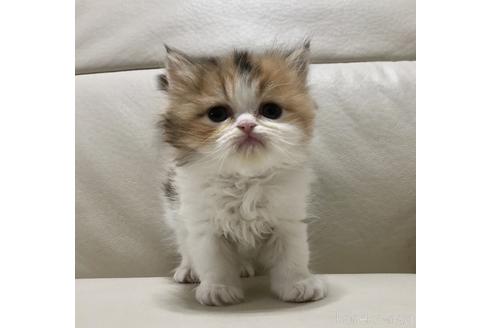 成約済の鹿児島県のエキゾチックショートヘア-47246