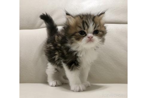 成約済の鹿児島県のエキゾチックショートヘア-47244