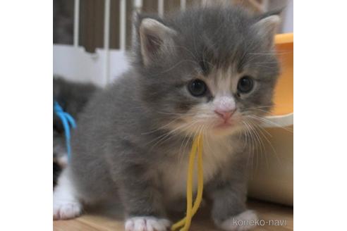 成約済の茨城県のノルウェージャンフォレストキャット-48970の1枚目