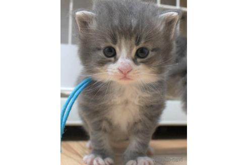 成約済の茨城県のノルウェージャンフォレストキャット-48972の2枚目