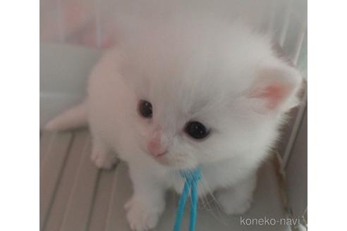 成約済の茨城県のノルウェージャンフォレストキャット-48977の3枚目