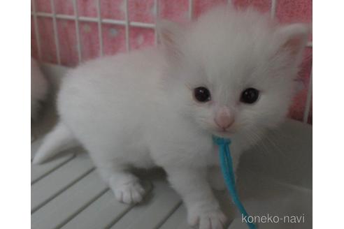 成約済の茨城県のノルウェージャンフォレストキャット-48977の1枚目