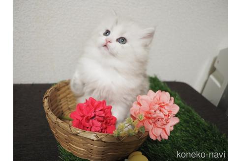 販売中の三重県のサイベリアン-49199