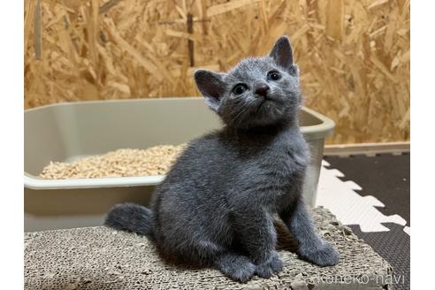 販売中の鹿児島県のロシアンブルー-48579