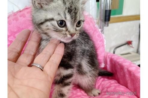 成約済の山梨県のアメリカンショートヘア-49334の3枚目