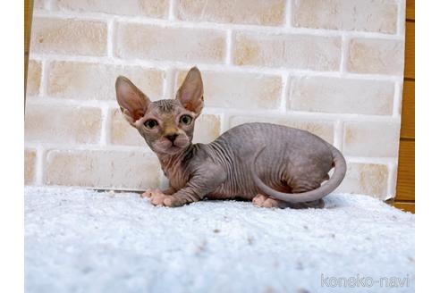 成約済の東京都のバンビーノ-48162の23枚目