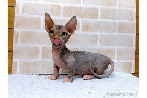 成約済の東京都のバンビーノ-48162の22枚目