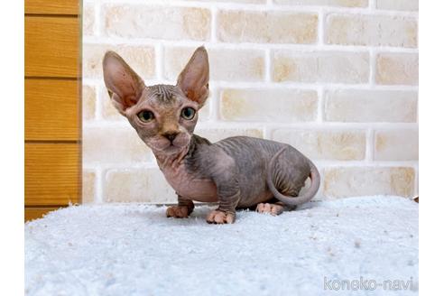 成約済の東京都のバンビーノ-48162の21枚目