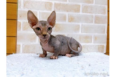 成約済の東京都のバンビーノ-48162の20枚目