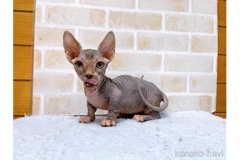 成約済の東京都のバンビーノ-48162の19枚目