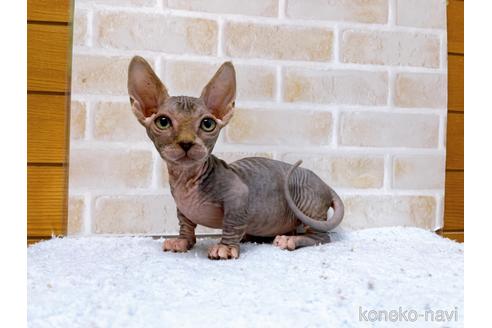 成約済の東京都のバンビーノ-48162の18枚目