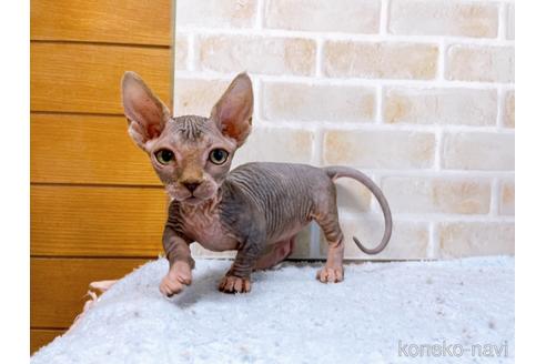 成約済の東京都のバンビーノ-48162の17枚目