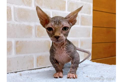 成約済の東京都のバンビーノ-48162の16枚目