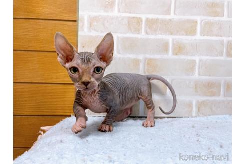 成約済の東京都のバンビーノ-48162の15枚目