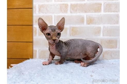 成約済の東京都のバンビーノ-48162の9枚目