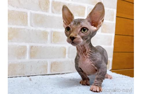 成約済の東京都のバンビーノ-48162の14枚目