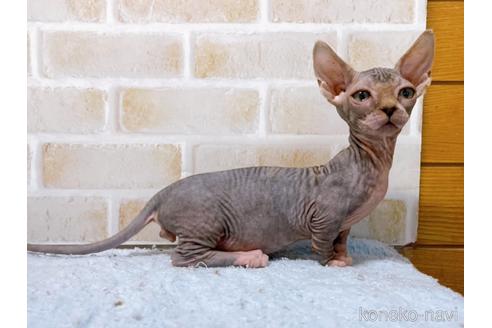 成約済の東京都のバンビーノ-48162の13枚目