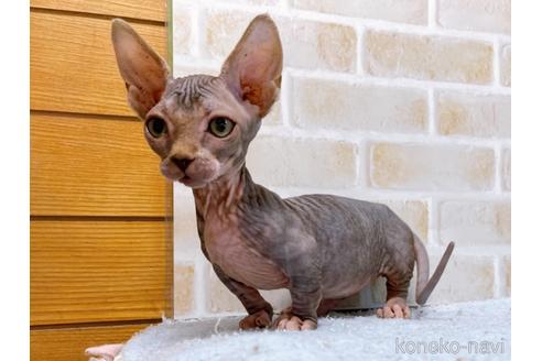 成約済の東京都のバンビーノ-48162の12枚目