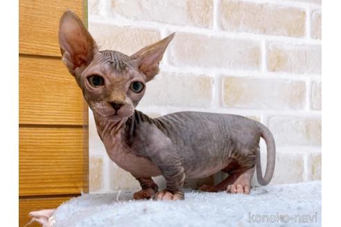 成約済の東京都のバンビーノ-48162の11枚目