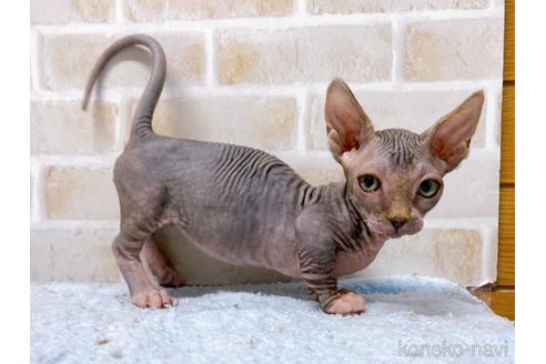 成約済の東京都のバンビーノ-48162の10枚目