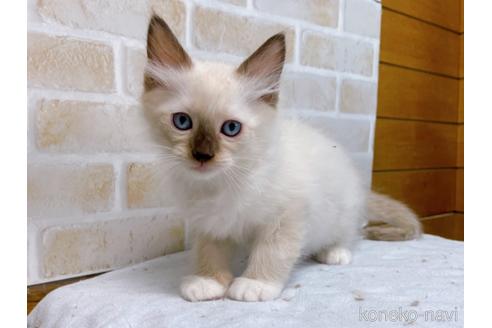 成約済の東京都のラグドール-48160の4枚目