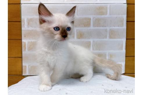 成約済の東京都のラグドール-48160の2枚目