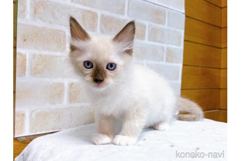 成約済の東京都のラグドール-48160の3枚目