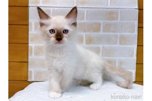 成約済の東京都のラグドール-48160