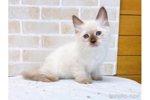 成約済の東京都のラグドール-48159の1枚目