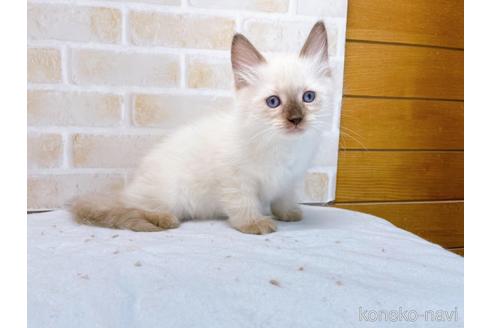 成約済の東京都のラグドール-48159の2枚目