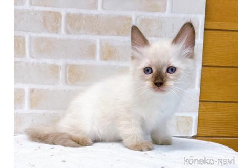 成約済の東京都のラグドール-48159の3枚目