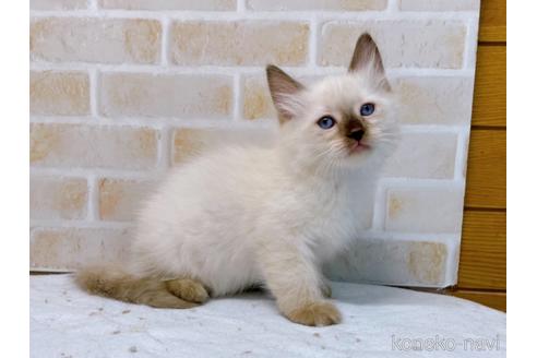 成約済の東京都のラグドール-48159の4枚目