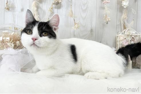 成約済の大阪府のマンチカン-46321の1枚目