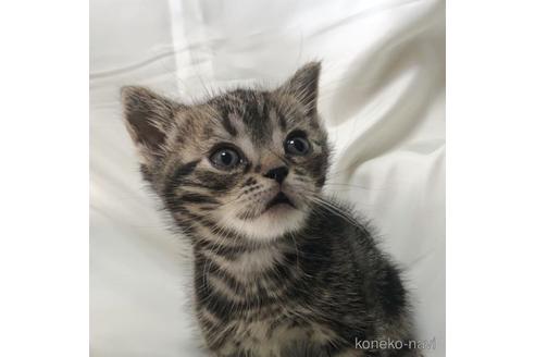 販売中の三重県のアメリカンショートヘア-49470
