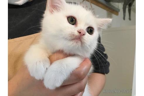 成約済の兵庫県のスコティッシュフォールド-49482の1枚目