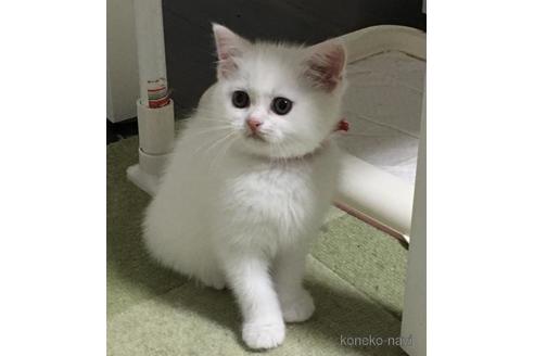 成約済の兵庫県のスコティッシュフォールド-49482の5枚目