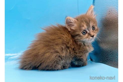 販売中の東京都のマンチカン(短足)-49533の10枚目
