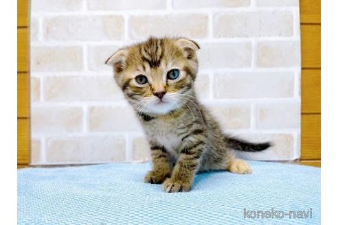 成約済の東京都のスコティッシュフォールド(折れ耳)-49535の26枚目