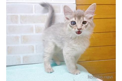 成約済の東京都のソマリ-49543の4枚目