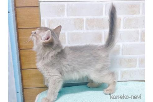 成約済の東京都のソマリ-49543の5枚目