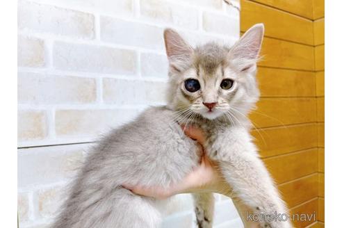 成約済の東京都のソマリ-49543の6枚目