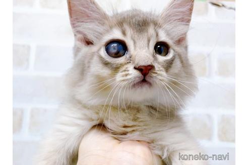 成約済の東京都のソマリ-49543の7枚目