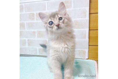 成約済の東京都のソマリ-49543の8枚目