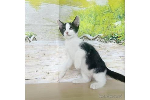 販売中の石川県のその他の猫種-49558の2枚目