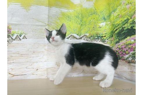 成約済の石川県のその他の猫種-49558の4枚目